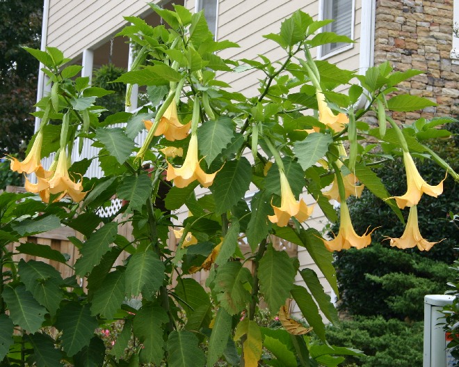 angels-trumpetNL.jpg