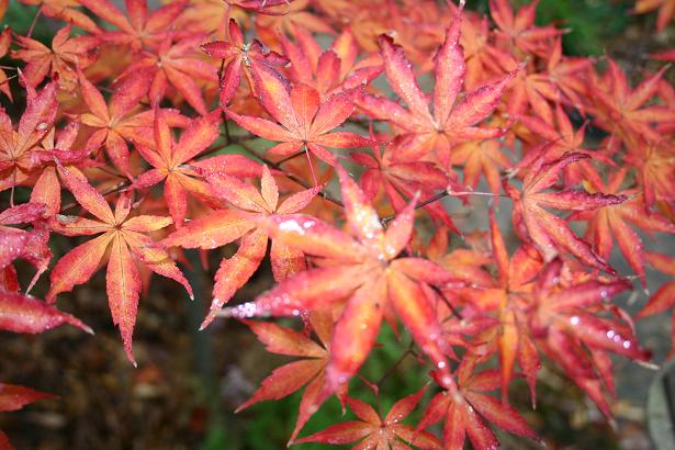 japanese maple bloodgood. Use Bloodgood Japanese Maples