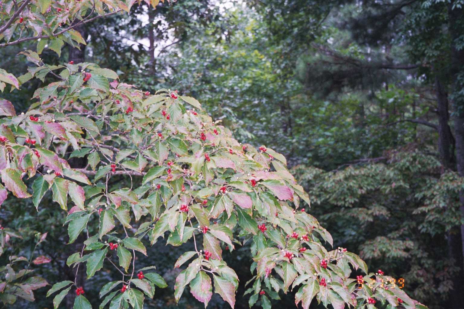 Pagoda+dogwood+berries+edible