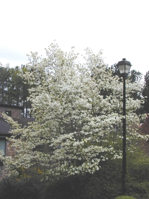 Variegated+dogwood+shrub+diseases