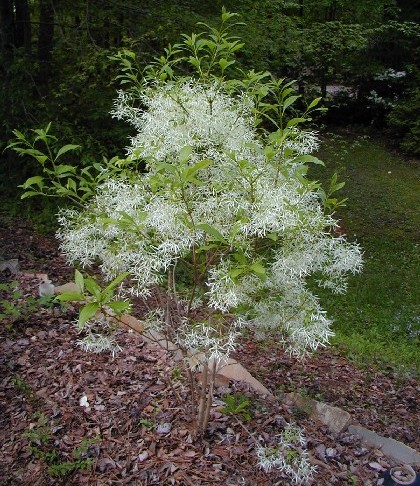 poison sumac tree. Separate male and female trees