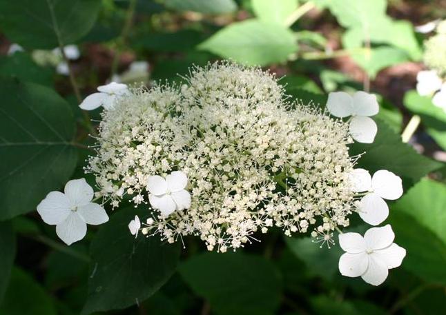 Smooth Hydrangea: Hydrangea arborescens Georgia native