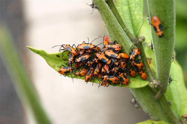 milkweed bugs gardener newsletter georgia