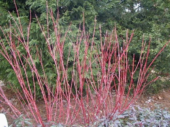 Red+twig+dogwood+shrub+pictures