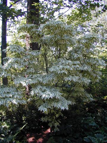 Variegated+dogwood+shrub+care