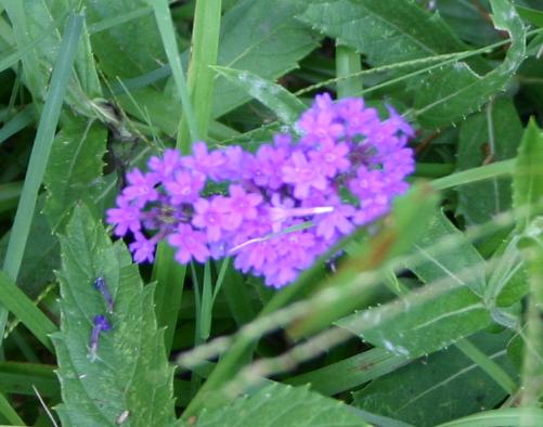  our native groundcover verbena (Verbena canadensis 'Homestead Purple') 