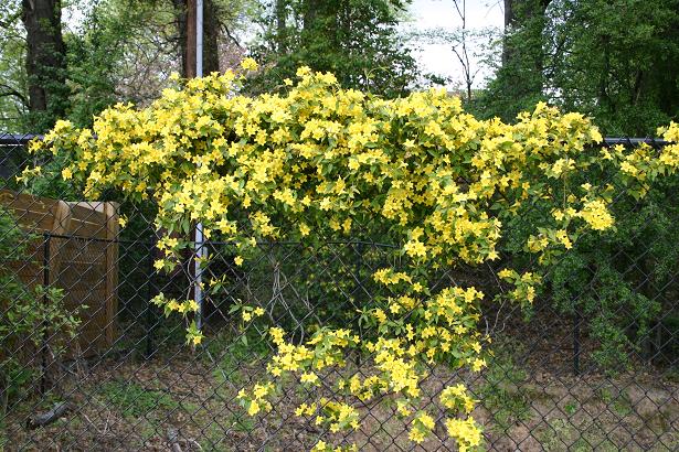 yellow flowering vines in texas 23.01.2013 Uhr 20.00