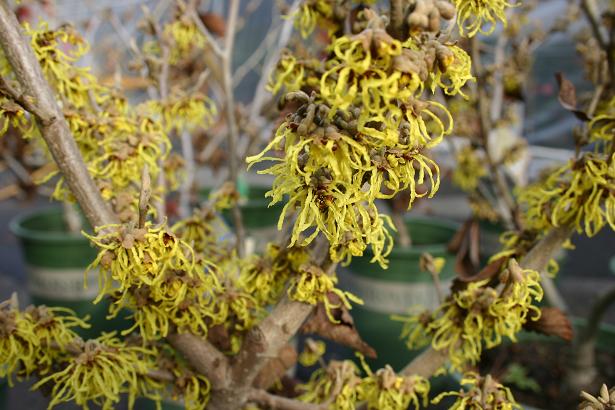 Hamamelis Arnold Promise Size