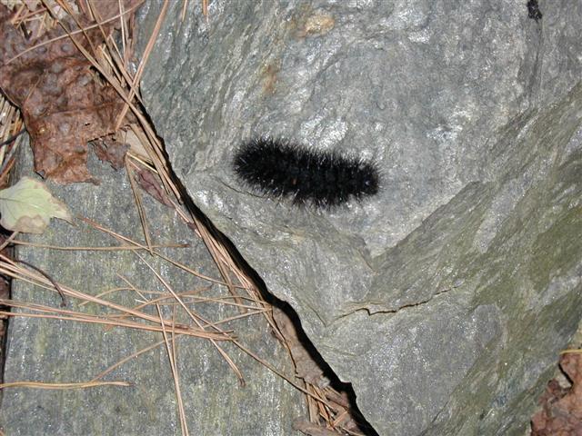 download white wooly caterpillar download white wooly caterpillar